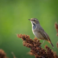 Birds Sounds
