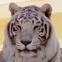Tiger Live Wallpaper
