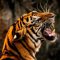Wild Animal Wallpaper 4K