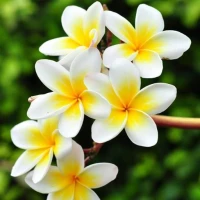Flower Wallpapers