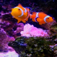 Fish Live Wallpaper