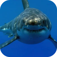 White Shark HD Video Wallpaper