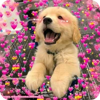 Dog Wallpapers & Cute Puppy