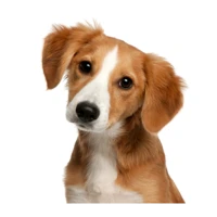 Animal Sounds for Kids