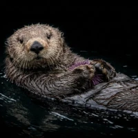 Sea Otter sounds