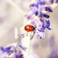 Nature Wallpapers 4K & HD