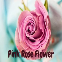 Pink Rose Flower