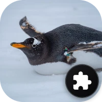 Penguin puzzle