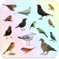 Birds Encyclopedia