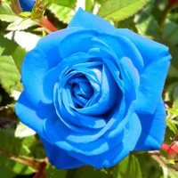 Blue Rose Wallpapers
