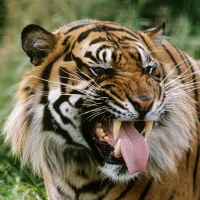 Tiger Wallpaper