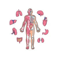 Anatomy Book