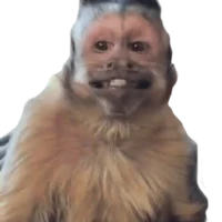 Stickers Memes WAStickerApps
