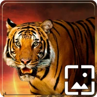 Tiger Wallpapers Hd
