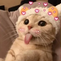 Funny Cat Stickers WAStickers