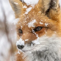 Animal Wallpapers 4K