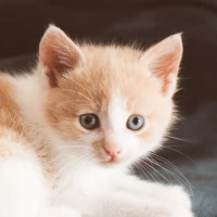 Cute Kitten Wallpaper