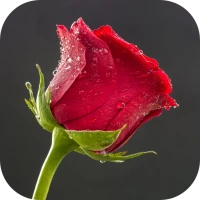 10000 Flowers Wallpapers