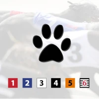 Greyhound Racing Lay That Dog 