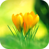 Green Wallpaper 2025