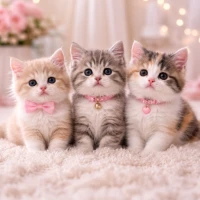 Cute Cats Wallpaper HD 4K