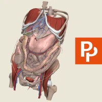 Primal's 3D Abdomen