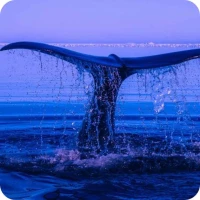 Blue Whale Wallpaper