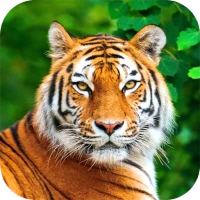 Wild Animal Wallpaper
